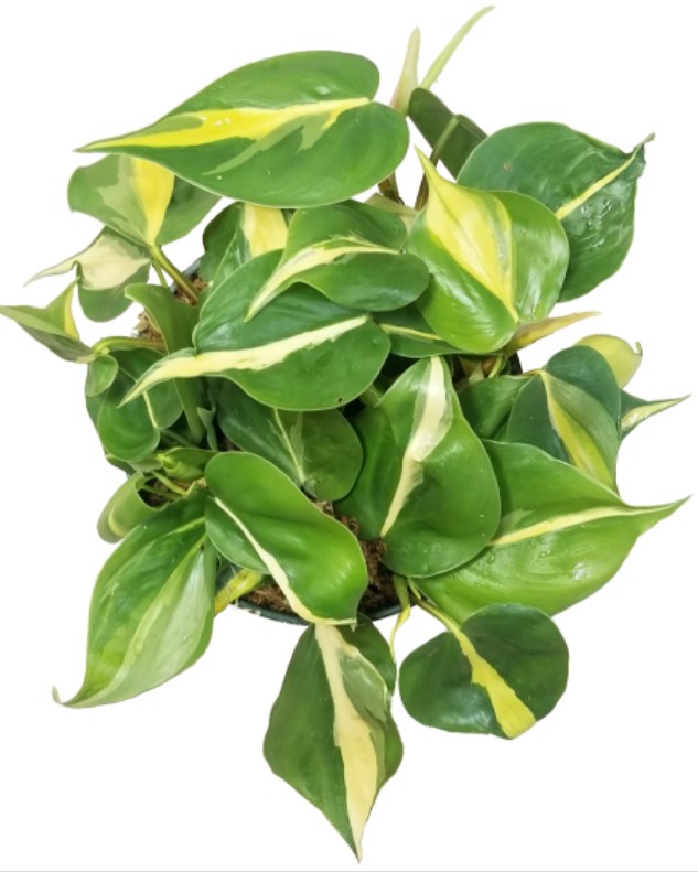 There are many different kinds of philodendron. The philodendron plant is commonly known for its distinctive heart-shaped leathery dark green leaves with rust-colored undertones.