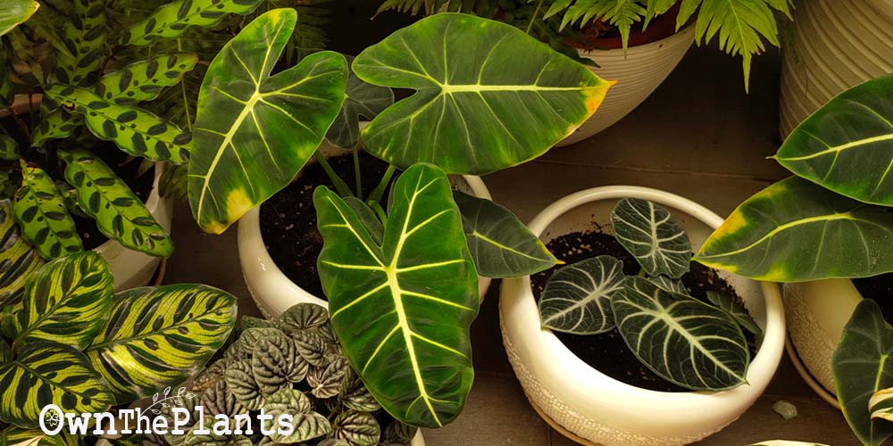 Best soil for philodendron