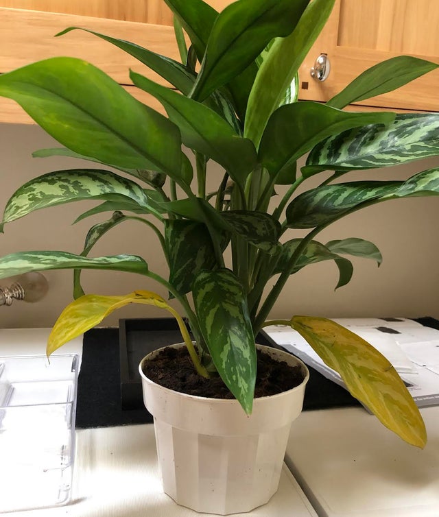 Chinese Evergreen yellow leaves due to Light Problems