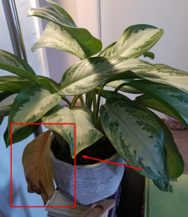 Why Are My Chinese Evergreen Leaves Yellow? (9 Causes + Fix)