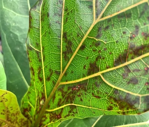 Edema on Fiddle Leaf Fig Trees