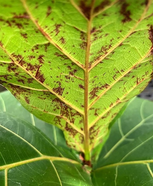 Fiddle Leaf Figs Red Spots on Leaves