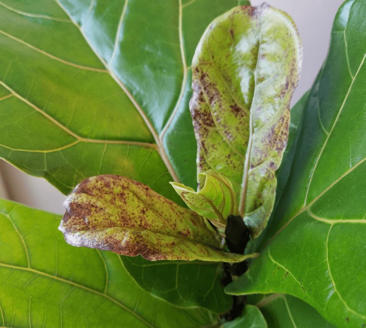 Red Spots on New Growth of Fiddle Leaf Figs
