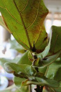 Underwatered Fiddle Leaf Figs 