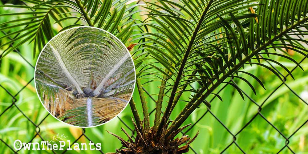 White spots on sago palm