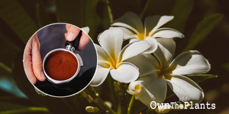 Are Coffee Grounds Good for Plumeria