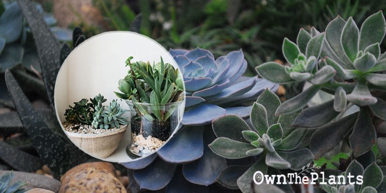 Do Succulents Need Soil