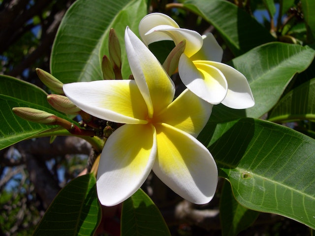 Getting To Know Plumeria