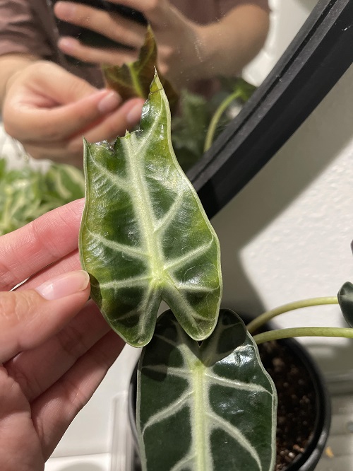 What Causes Mushy Alocasia Leaves?