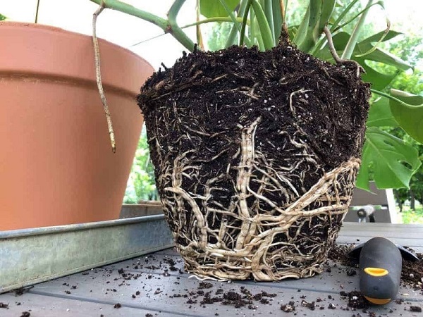 What Does Root Bound Mean?