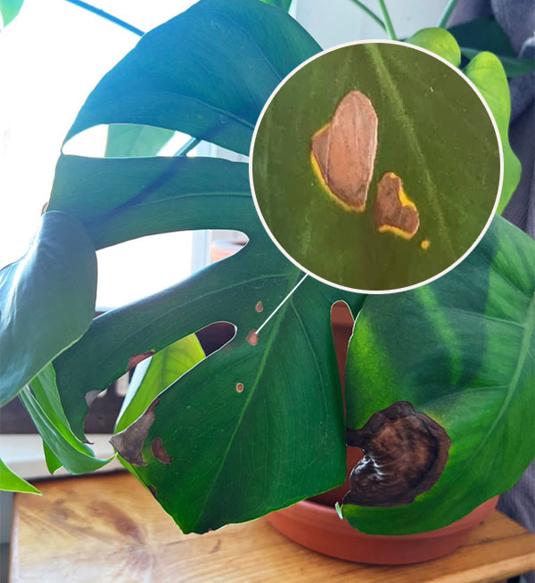What Are The Causes of Brown Spots on Monstera