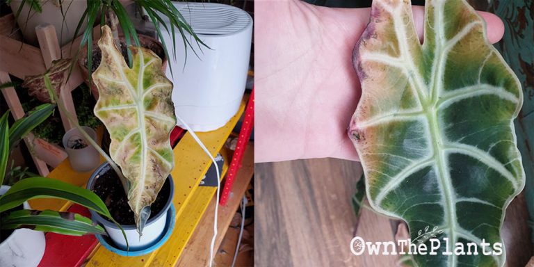 How To Save A Dying Alocasia