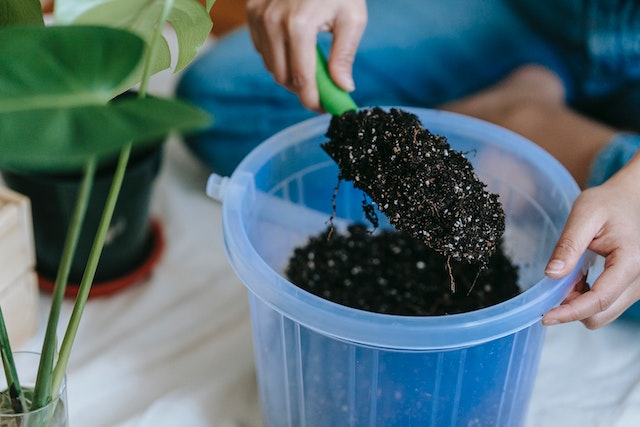 How Do You Repot A Rootbound Alocasia