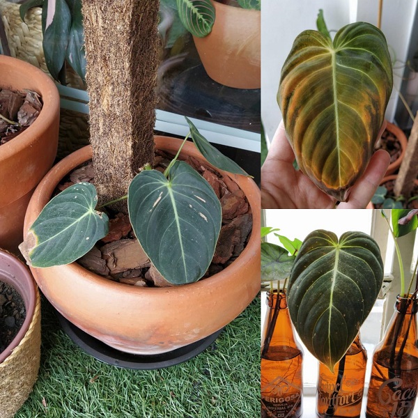 Philodendron Melanochrysum is yellowing