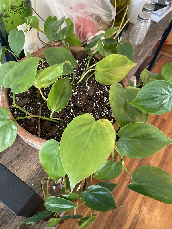 Why Does My Philodendron Have Yellow Leaves