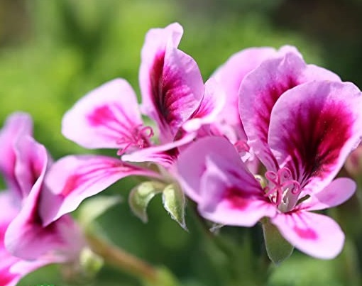  pink-lavender flowers
