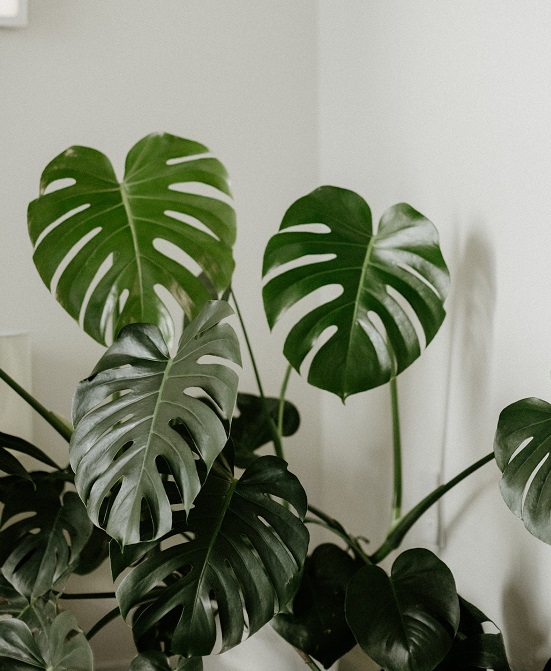 How To Get Your Monstera To Develop Leaf Holes