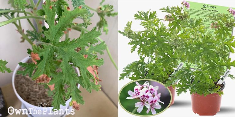 How To Save A Dying Citronella Plant