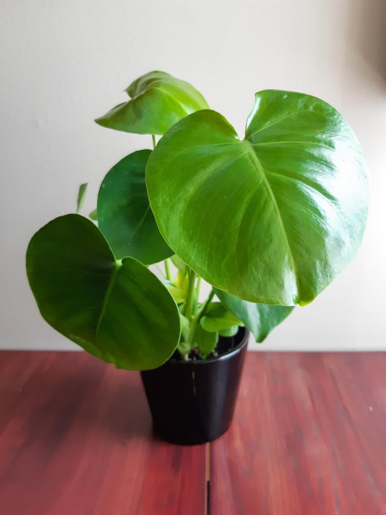 Why Does My Monstera Have No Holes In The Leaves