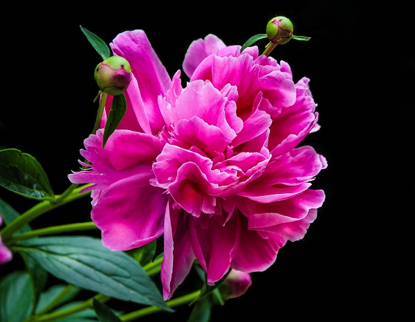 getting-to-know-peonies